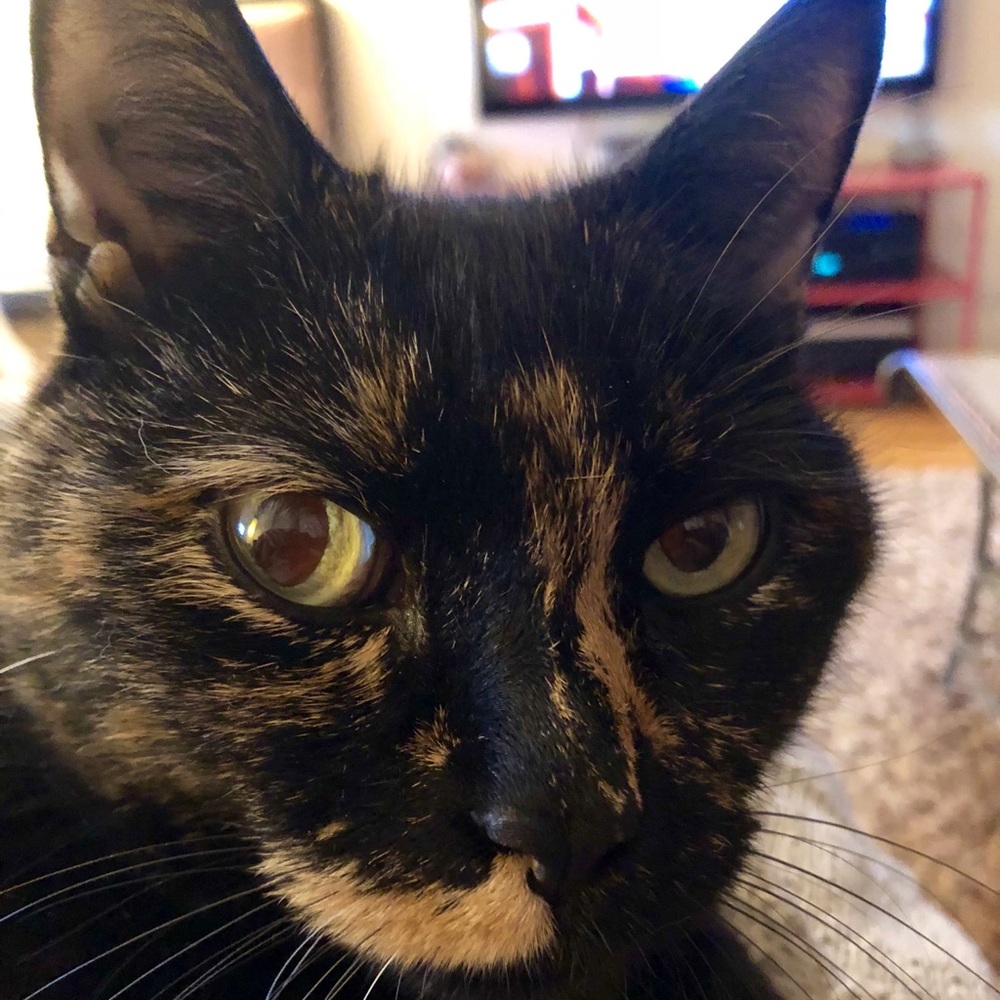 Meet your Posher, Ma